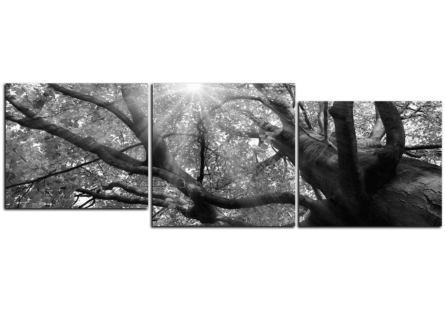 Obraz na plátně - Slunce přes větve stromu - panoráma Obraz na plátně - Slunce přes větve stromu - panoráma